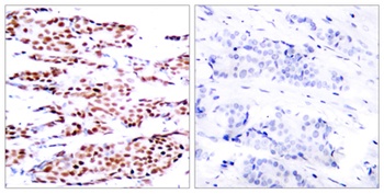 Jun B (phospho Ser79) rabbit pAb