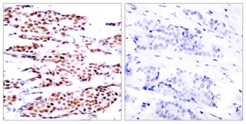 Jun B (phospho-Ser79) antibody