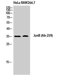 Jun B rabbit pAb