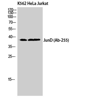 Jun D antibody