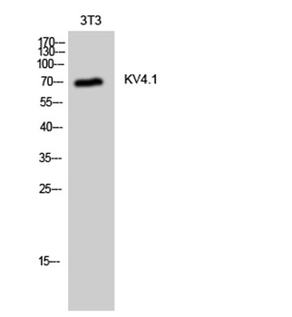 KV4.1 antibody