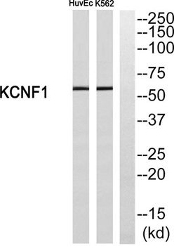 KCNF1 rabbit pAb