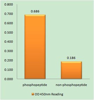 ROM-K (phospho-Ser44) antibody