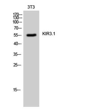 KIR3.1 antibody