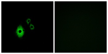 KIR3.4 antibody