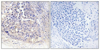 ARF4 antibody