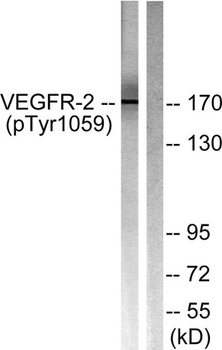 Flk-1 (phospho-Tyr1059) antibody