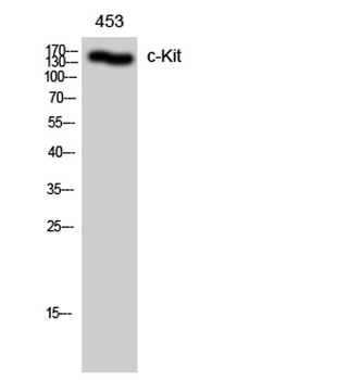 c-Kit antibody