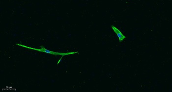 c-Kit antibody