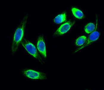c-Kit rabbit pAb Antibody