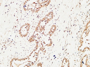 c-Kit rabbit pAb Antibody