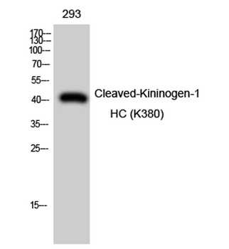 Cleaved-Kininogen-1 HC (K380) rabbit pAb