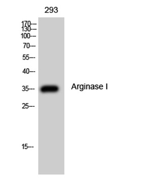 Arginase I antibody