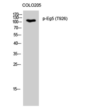 Eg5 (phospho-Thr926) antibody