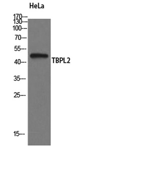 TBPL2 antibody