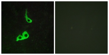 GPR153 antibody