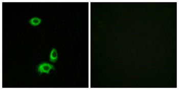 Olfactory receptor 56B1 rabbit pAb