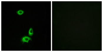 Olfactory receptor 56B1 antibody