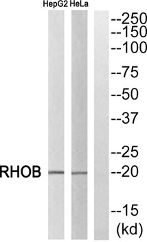 Rho B rabbit pAb