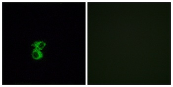 Olfactory receptor 6B2 rabbit pAb Antibody