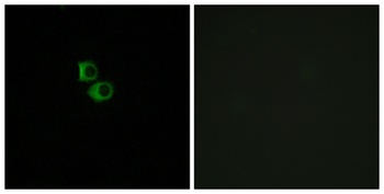 Olfactory receptor 51B6 rabbit pAb