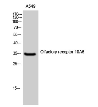 Olfactory receptor 10A6 antibody