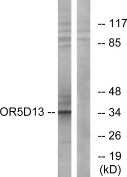 Olfactory receptor 5D13 antibody