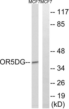 Olfactory receptor 5D16 antibody