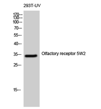 Olfactory receptor 5W2 rabbit pAb