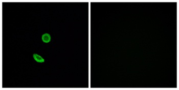 Olfactory receptor 8H2 rabbit pAb Antibody