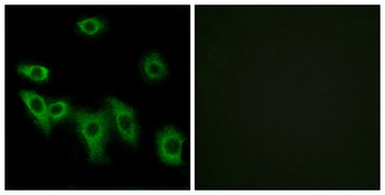 Olfactory receptor 8H3 rabbit pAb