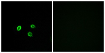 Olfactory receptor 5M9 antibody