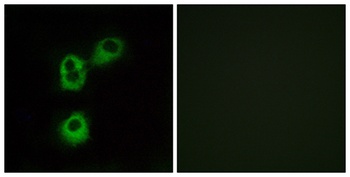 Olfactory receptor 5M1 rabbit pAb Antibody