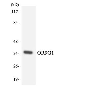 Olfactory receptor 9G1 rabbit pAb