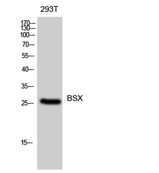 BSX antibody