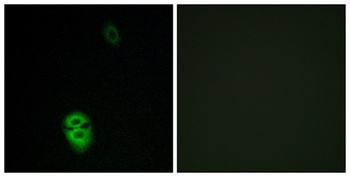 Olfactory receptor 4K17 rabbit pAb