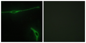 Laminin α-2 rabbit pAb