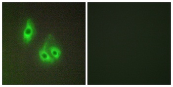 Laminin α-3 rabbit pAb
