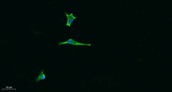 Laminin α-5 rabbit pAb