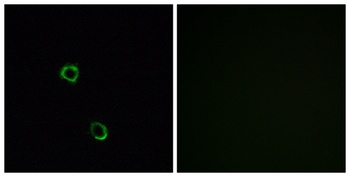 Olfactory receptor 2M2 rabbit pAb