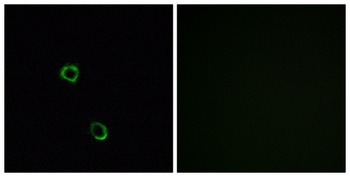 Olfactory receptor 2M2 antibody