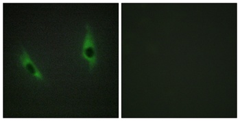 Laminin β-3 rabbit pAb