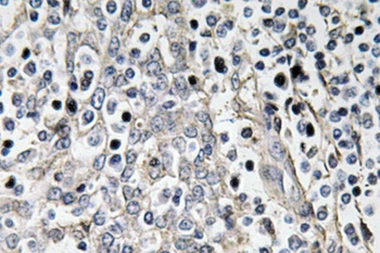 Laminin-R rabbit pAb