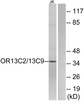Olfactory receptor O13C2/9 antibody