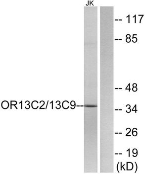 Olfactory receptor O13C2/9 rabbit pAb