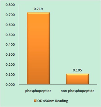 Op18 (phospho-Ser62) antibody