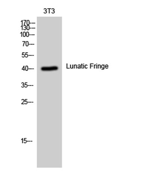Lunatic Fringe rabbit pAb