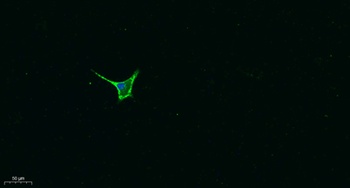 Galectin-8 antibody