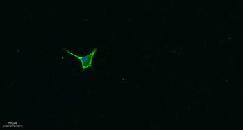Galectin-8 rabbit pAb