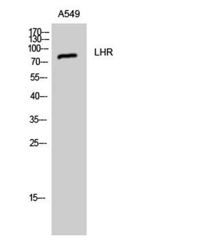 LHR rabbit pAb